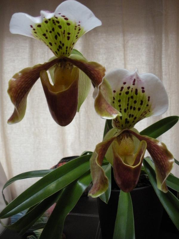 Paphiopedilum