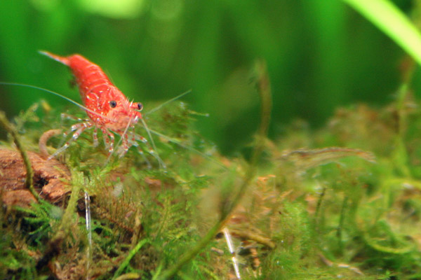 Red Cherry