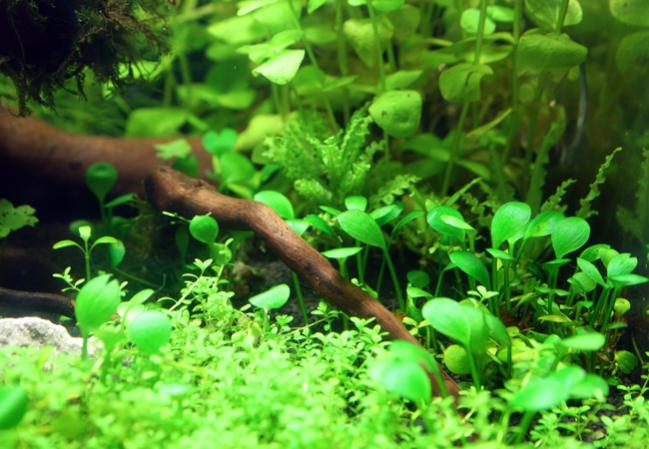Marsilea Hirsuta