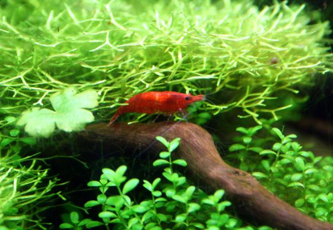 Red Cherry Femmina