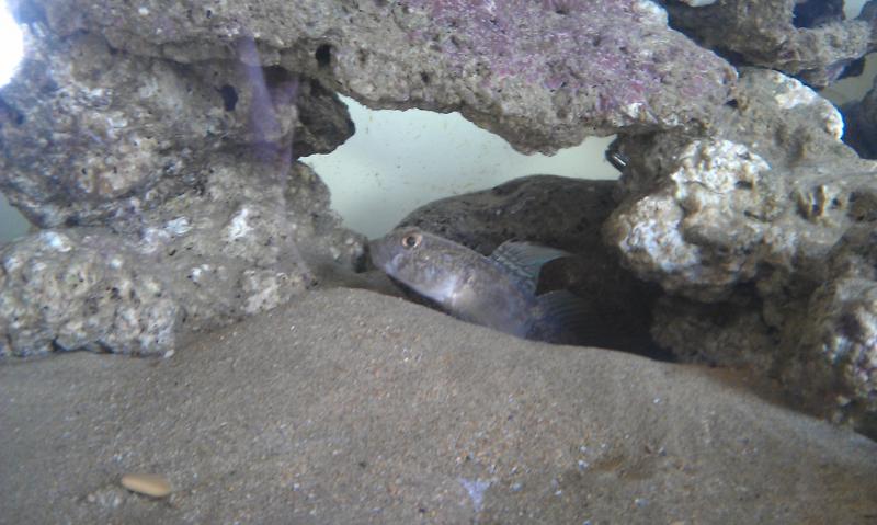 La buatta...terribile...il terrore dell'acquario (forse in italiano si chiama ghiozzo...ma io preferisco "buatta")