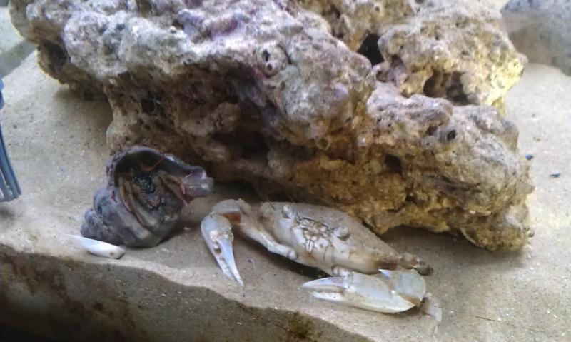Granchio comune (Pescara) e paguro (Vasto)