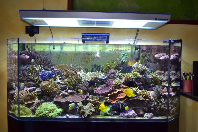 my reef