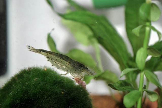 caridina japonica