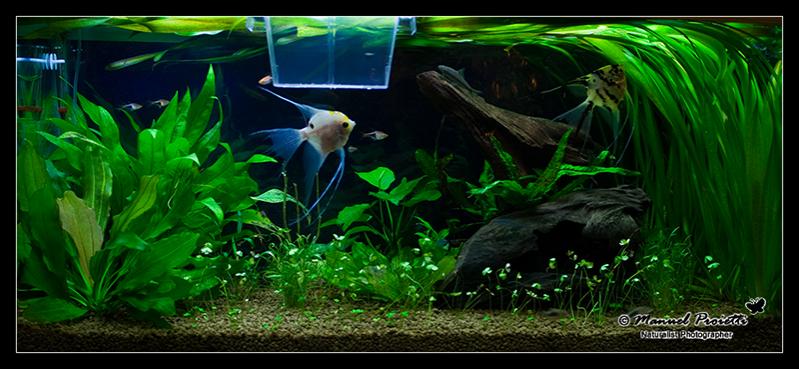 Acquario
