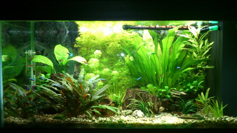 Acquario