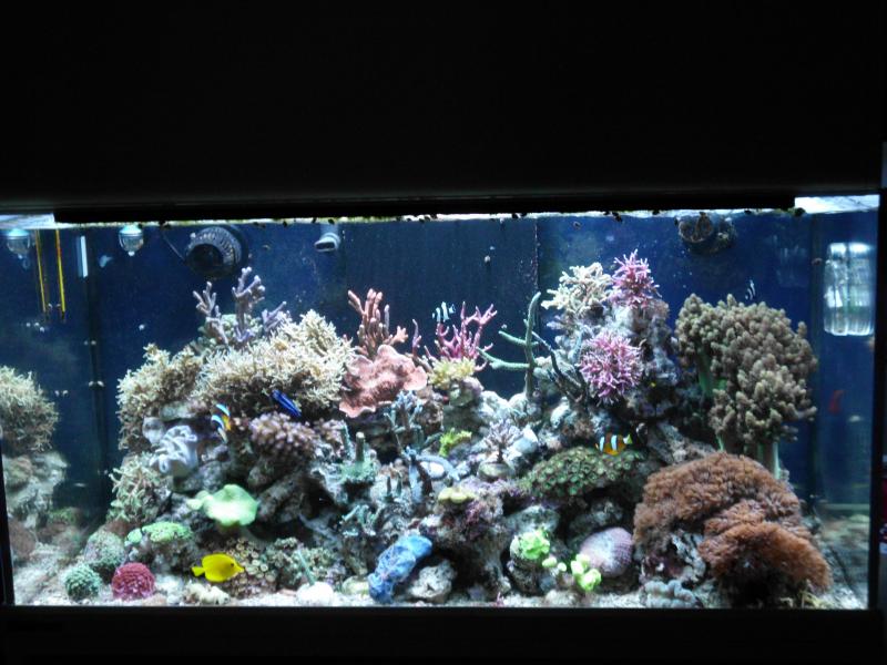 DSCI0541