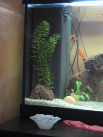 questo  la scatola-filtro incluso nell'acquario. All'interno, sempre di serie, c' la pompa di filtraggio, una spugna blu, 500g di cannolicchi e il termoriscaldatore. Man mano che le piante cresceranno, nasconder la scatola-filtro potando e ripiantando la myriophillum aquaticum.