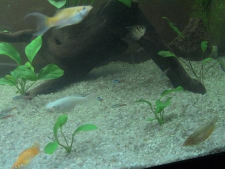 piccole anubias