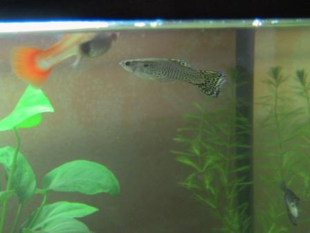Guppy in coppia