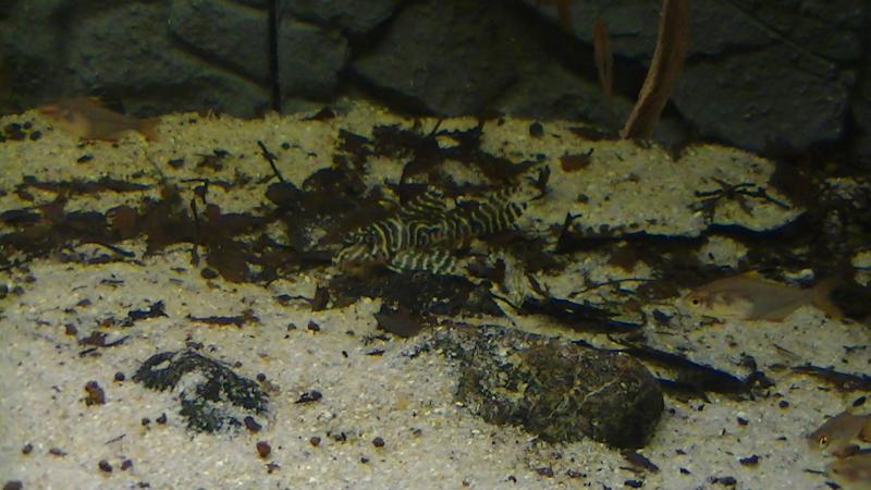 Hypancistrus