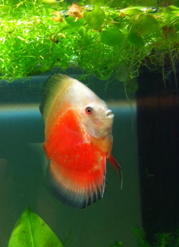 Red Valentine - 3 mesi