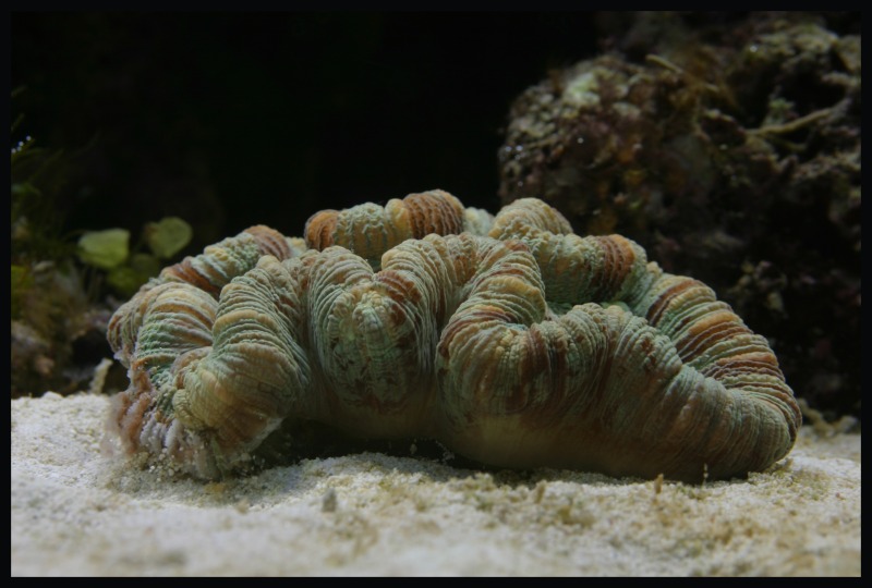 Trachyphyllia geoffroyi