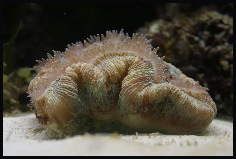 Trachyphyllia geoffroyi corona di tentacoli aperta