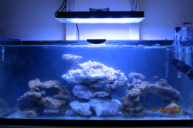 Acquario alessio 22
