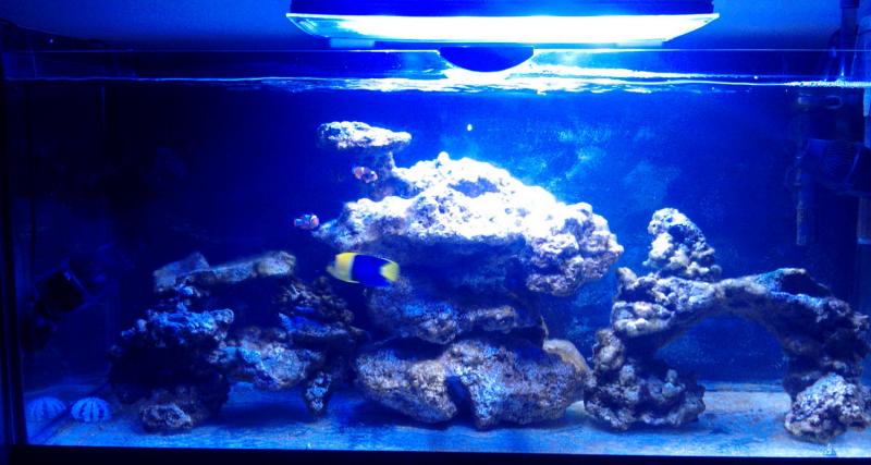 Acquario alessio 23
