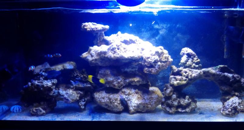 Acquario alessio 24
