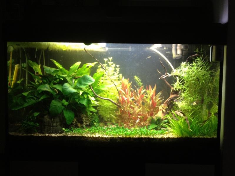 foto acquario