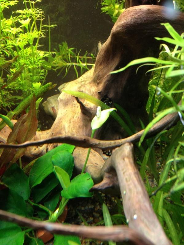 foto anubias in fiore