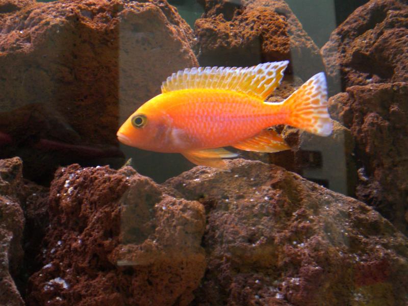 Aulonocara fire fish maschio