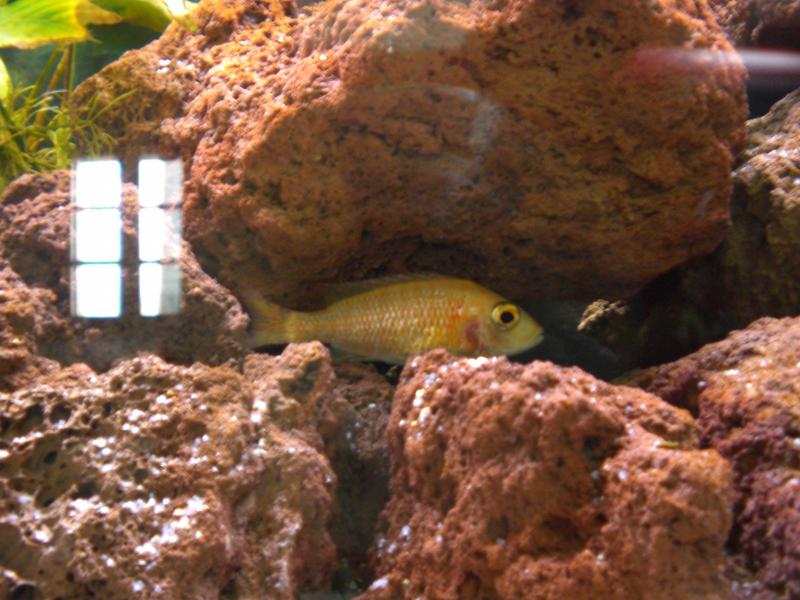 Aulonocara fire fish femmina