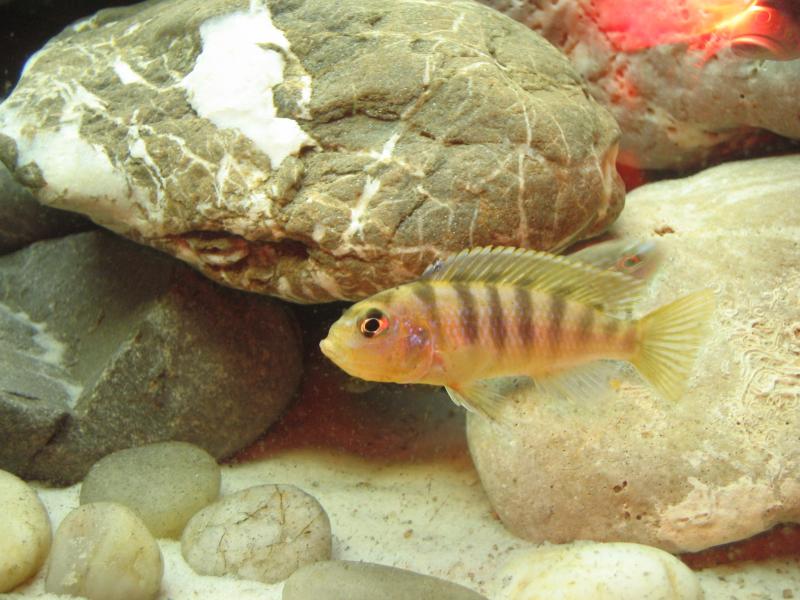 pseudotropheus