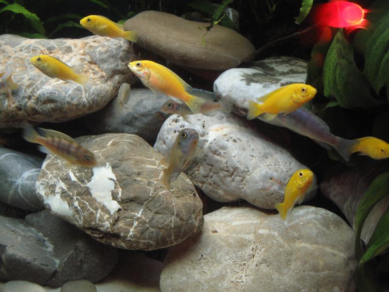 Pseudotropheus e Labidochromis