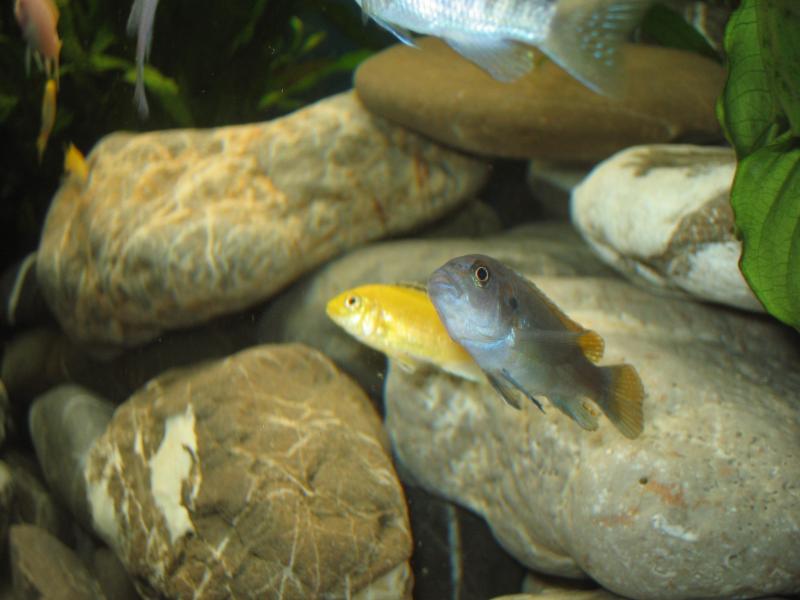 pseudotropheus 2