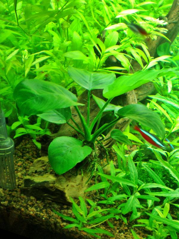 Anubias barteri, sviluppo floreo