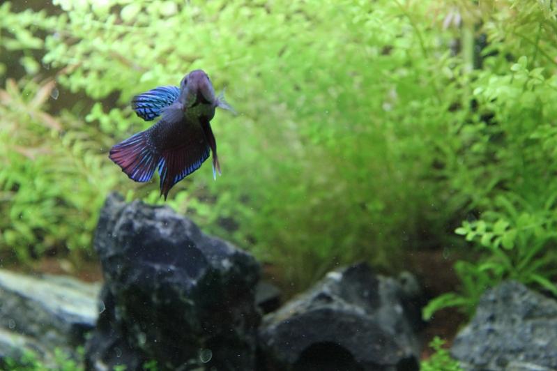 Betta Splendens Plakat M