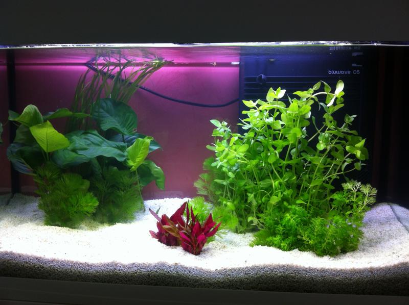 Primo acquario revisione 0