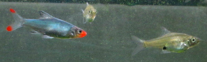 maschio e femmina sawbwa resplendens