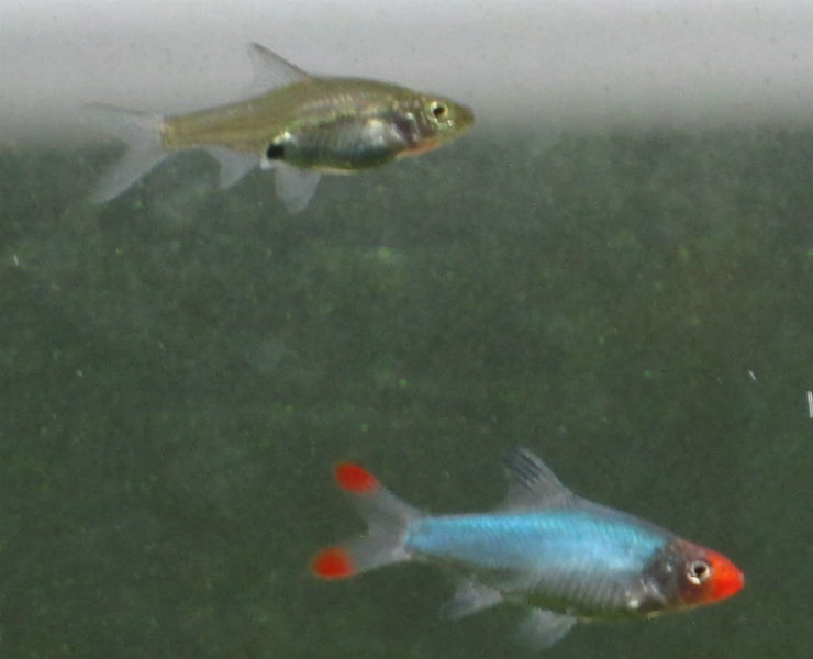 sawbwa resplendens