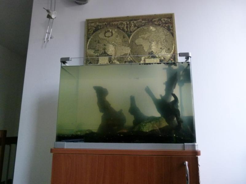 giorno uno dopo il riempimento, acqua verde?? boh speriamo sia tutto normale