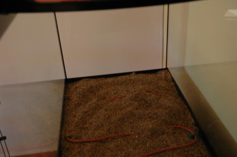 Cavetto riscaldante 25 watt della dennerle

Cavetto riscaldante Dennerle 24 Volt 
■Crea sorgenti elocrene nellacquario
■Trasforma il materiale da fondo in un biofiltro

Da anni, i cavetti riscaldanti si sono dimostrati efficaci come riscaldamento del fondo. Sono cavi riscaldanti flessibili, rivestiti in silicone e con bassa tensione di sicurezza a 24 Volt. Il trasformatore  in dotazione. Il fissaggio dei cavi avviene tramite ventose.