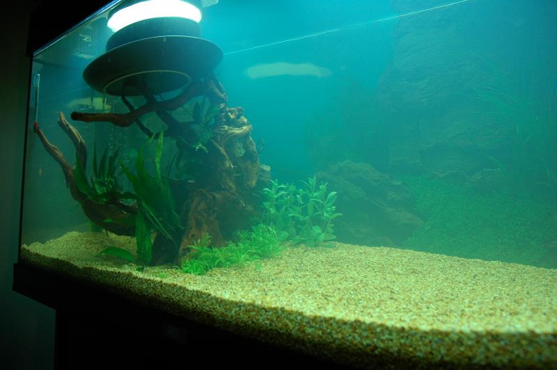 riempita la vasca ho inserito un legno di mangrovia molto bello sul quale ho ancorato utilizando del filo di nylon 2 Anubias nana, 1 Anubias congensis e 1 Microsorium pteropus .