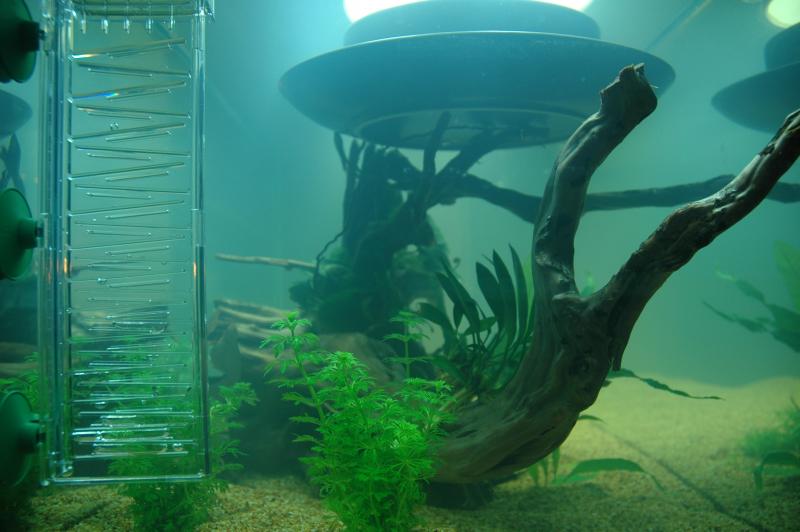 vista laterale.....si puo notare il ' flipper' per l'emissione della co2. Anke per questo ho deciso di utilizzare il Set di fertilizzazione CO2 per piante MONOUSO 300 Quantum della dennerle.