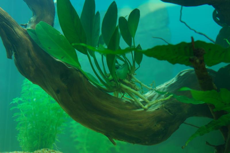 Anubias congensis ancorata alla mangrovia....