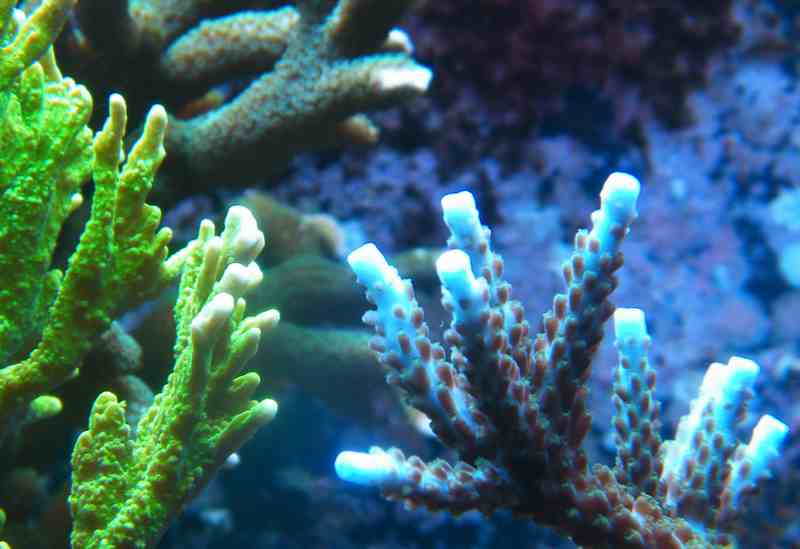 Dettaglio Acropora Petrol punte azzurre