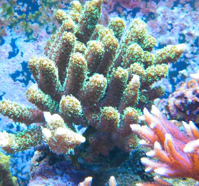 Millepora