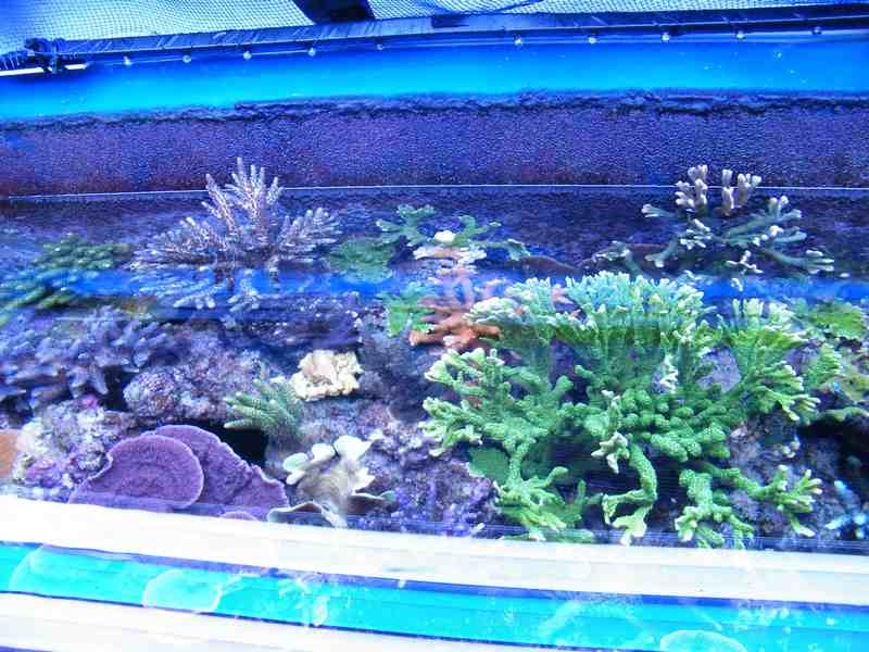 Cambio Acqua