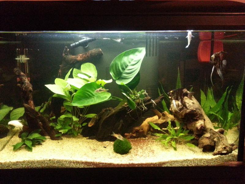 Il mio acquario