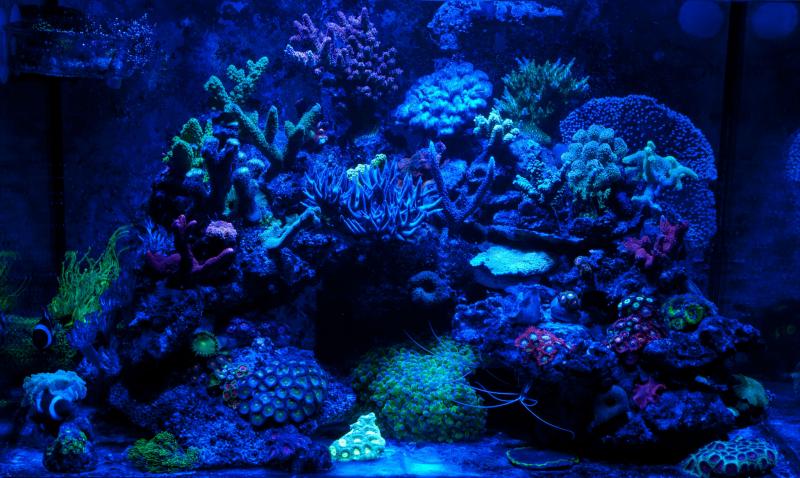Solo con led blu