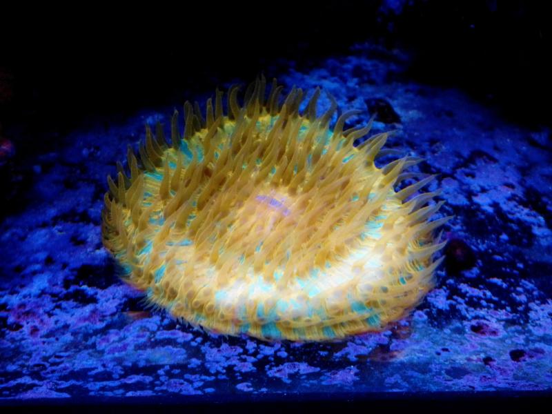 fungia actiniformis