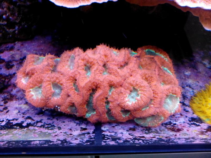 blastomussa wellsy