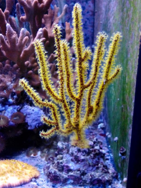 gorgonia