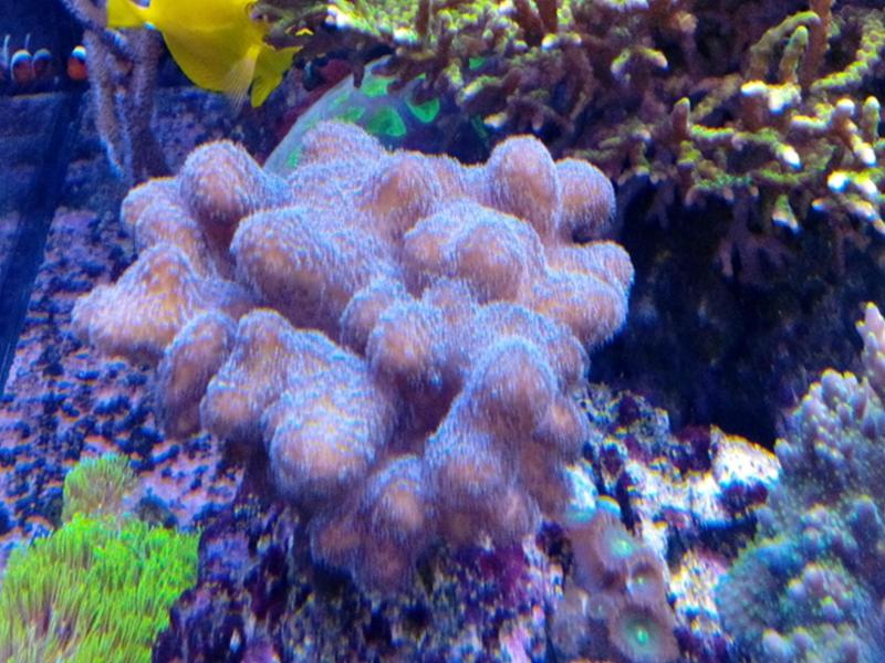 stylopora