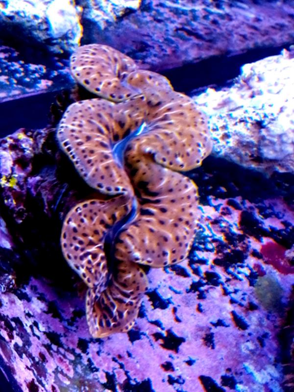 tidacna tiger