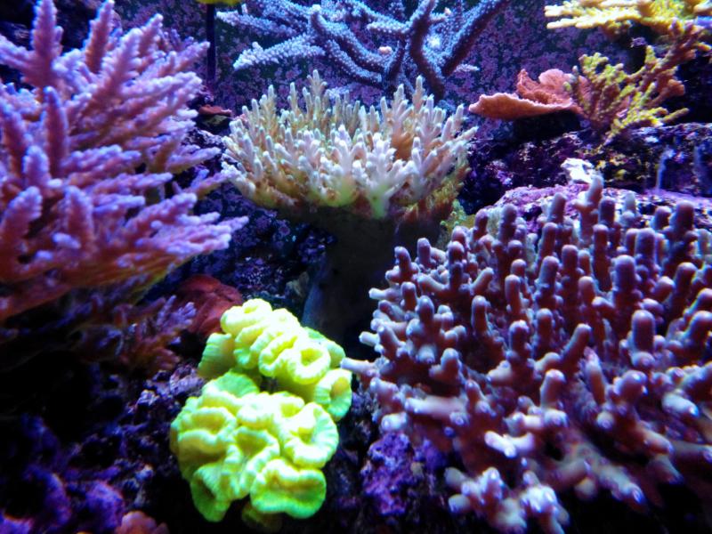 acropora nana