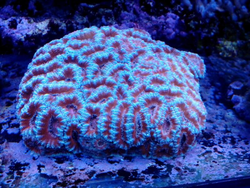 acanthastrea